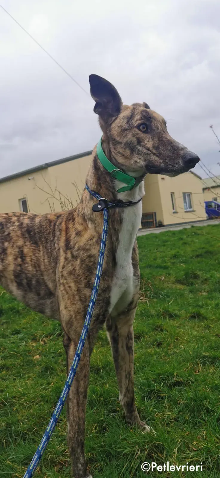 larch adozione levrieri greyhound 11