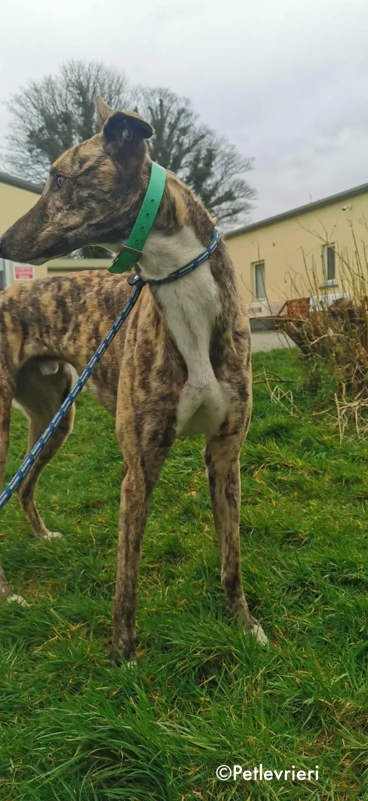 larch adozione levrieri greyhound 12