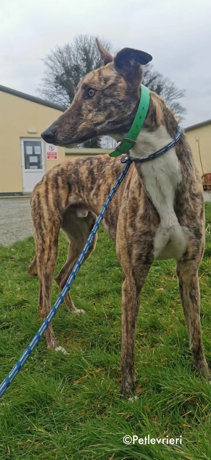 larch adozione levrieri greyhound 13