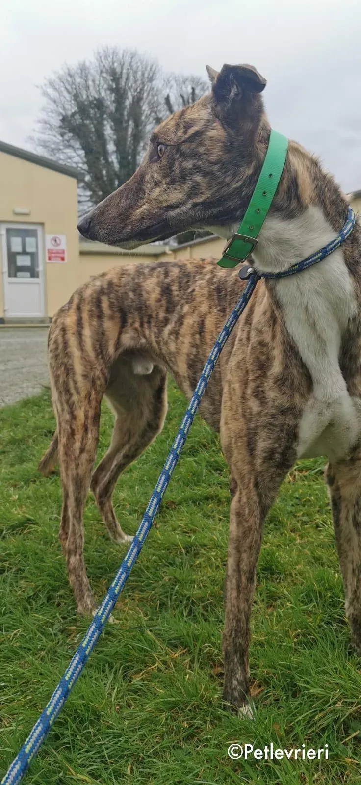 larch adozione levrieri greyhound 14