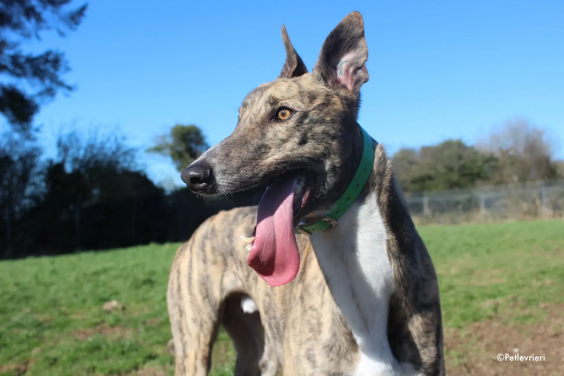 larch adozione levrieri greyhound 2 1