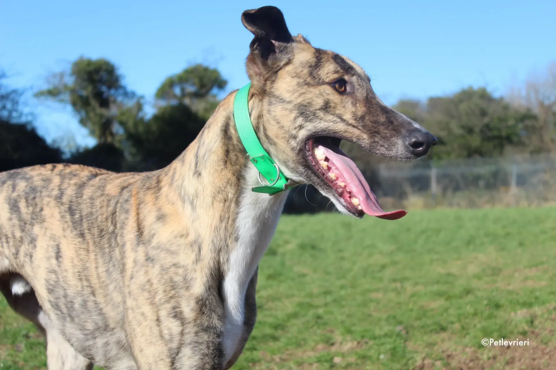 larch adozione levrieri greyhound 3 1