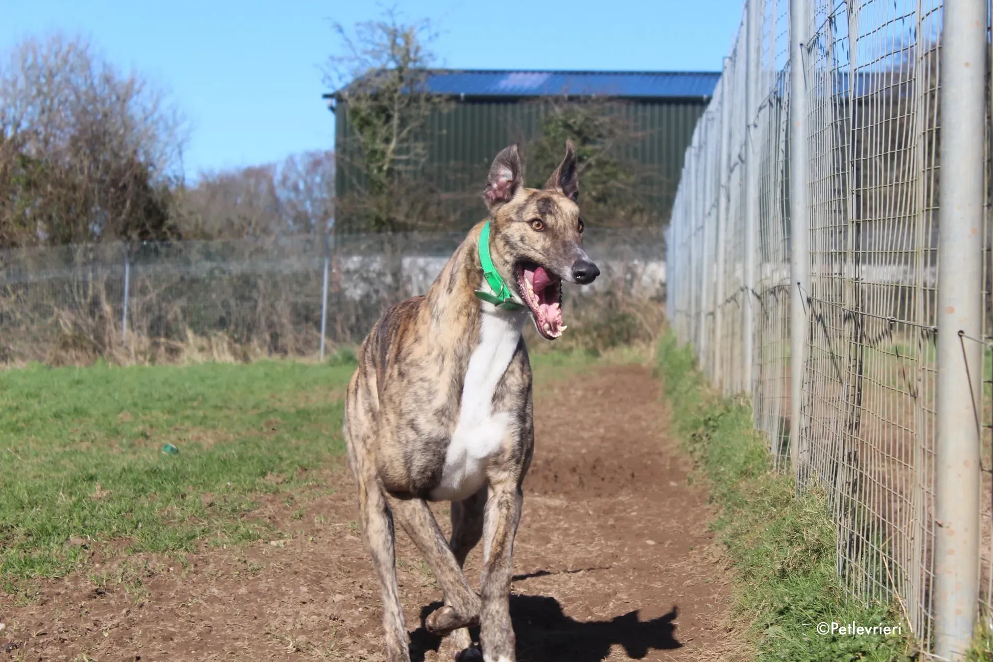 larch adozione levrieri greyhound 4