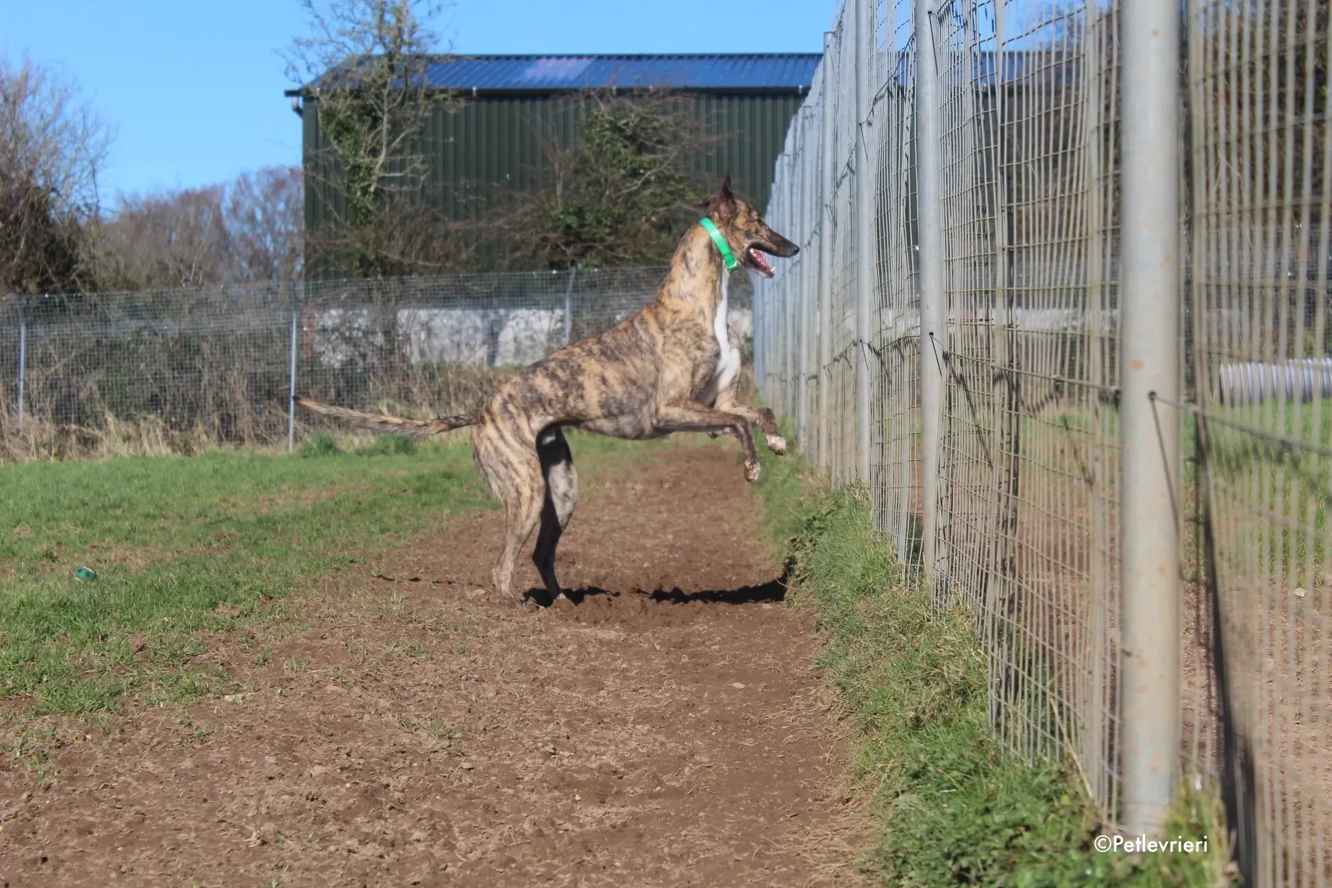 larch adozione levrieri greyhound 5 1