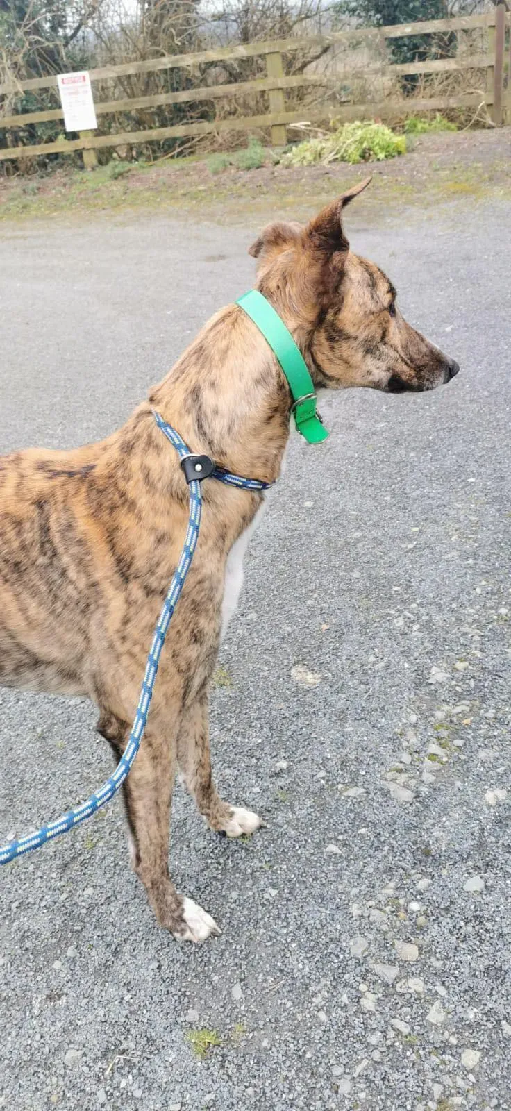 larch adozione levrieri greyhound 8 1