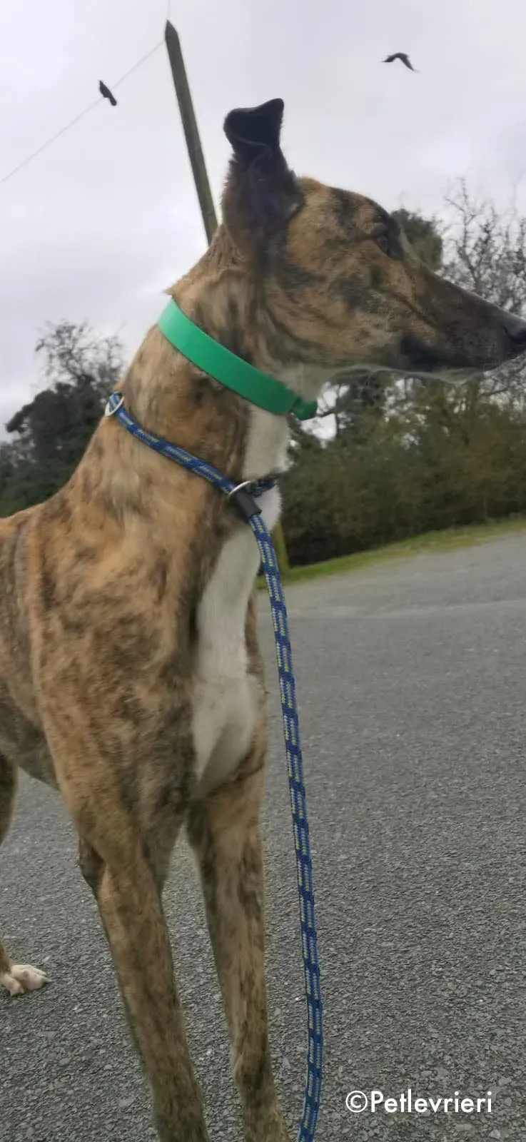 larch adozione levrieri greyhound 9 1