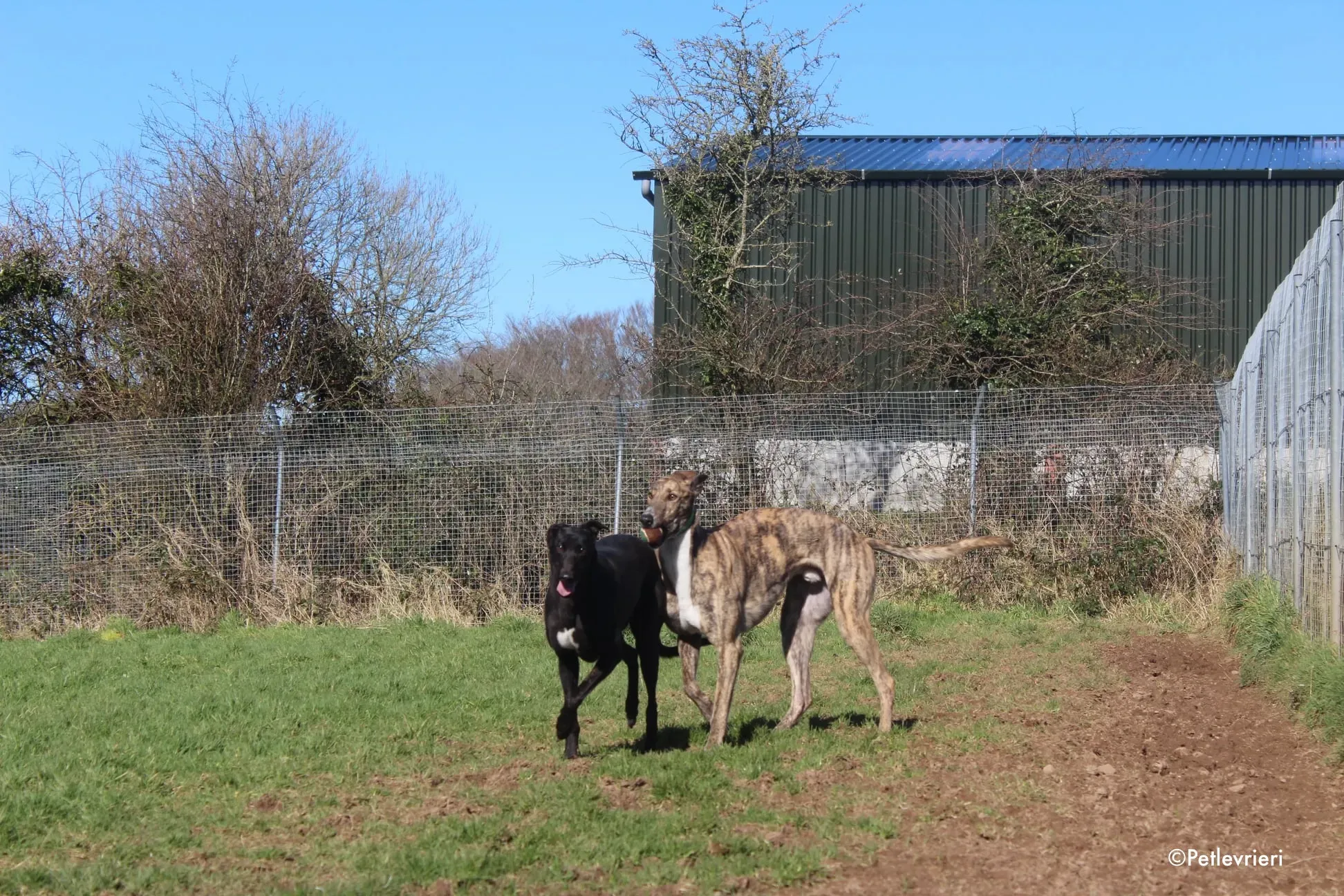 larch e tina adozione levrieri greyhound 1