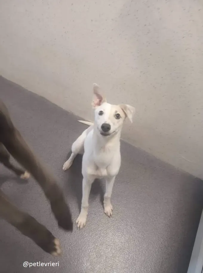 larry adozione greyhound