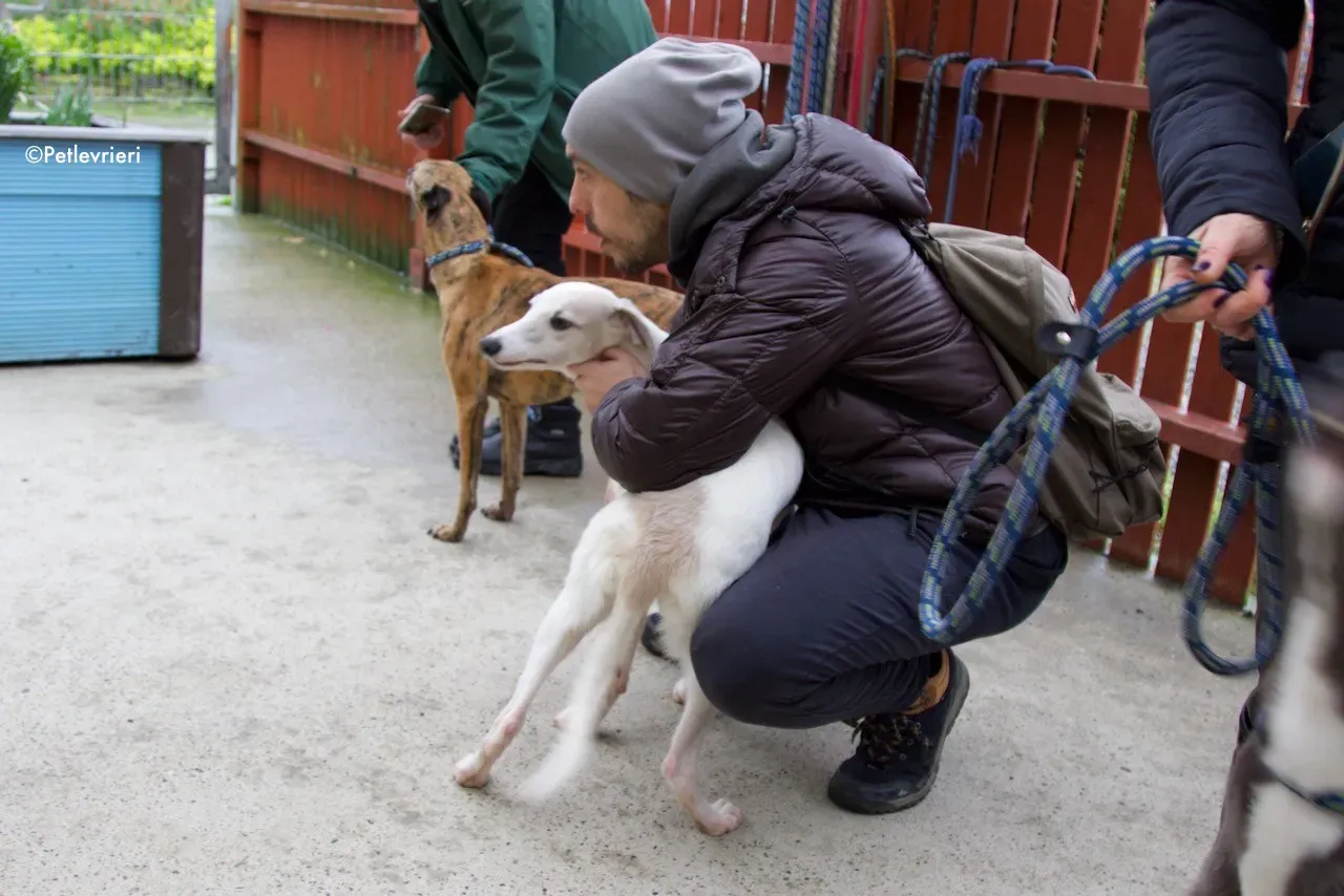 larry adozione levrieri greyhound 1 1