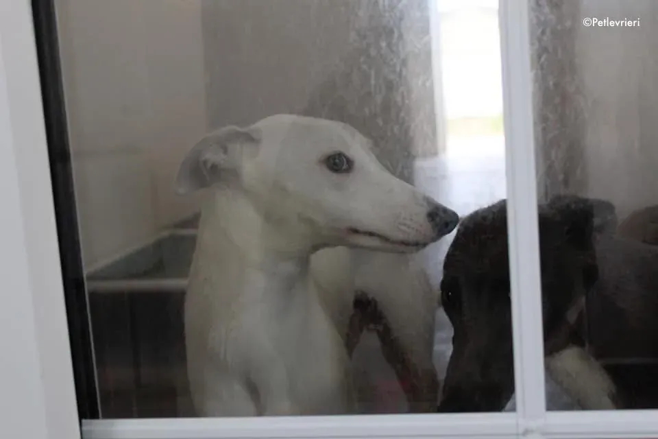 larry adozione levrieri greyhound 1 2