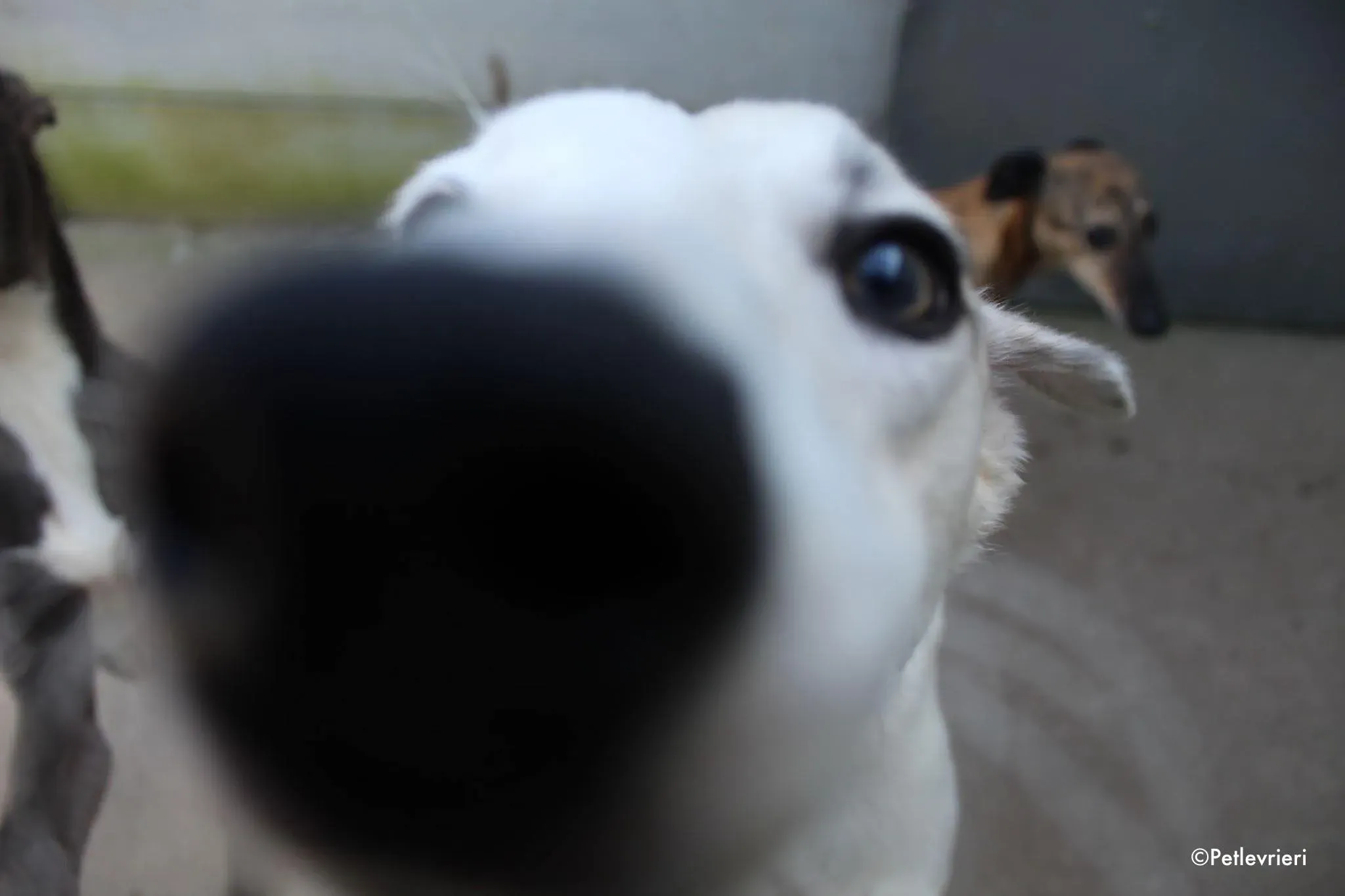 larry adozione levrieri greyhound 1 3