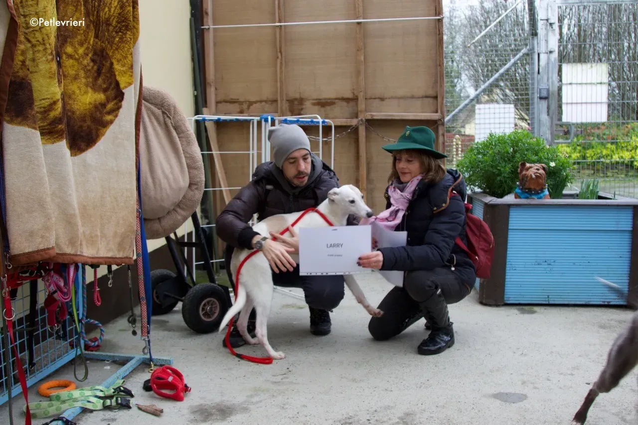 larry adozione levrieri greyhound 10 1