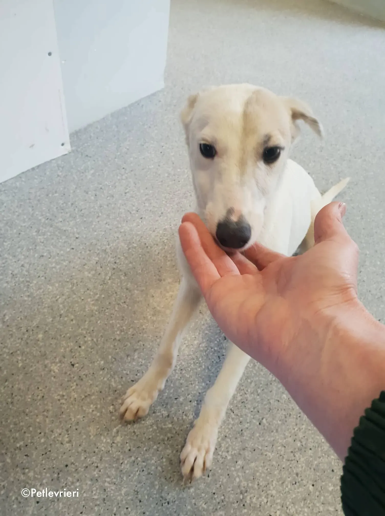 larry adozione levrieri greyhound 10