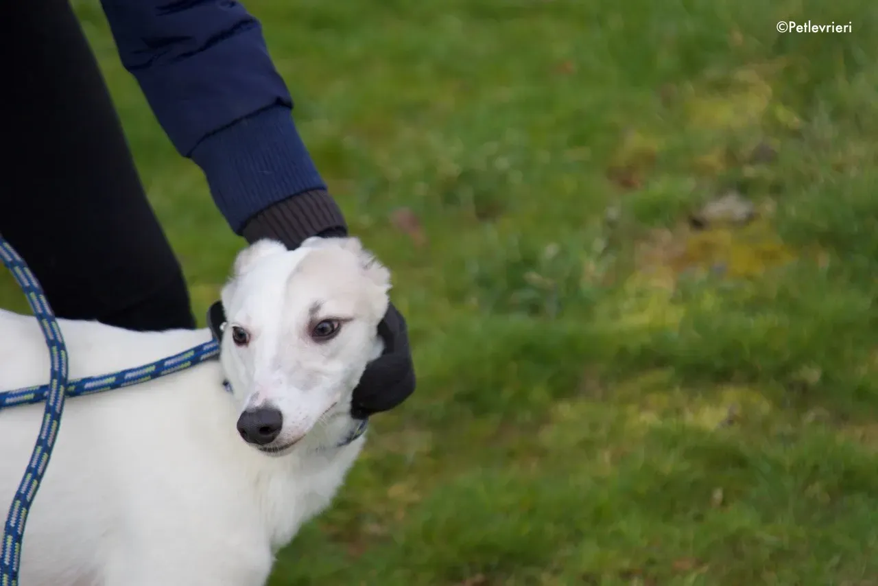 larry adozione levrieri greyhound 2 1