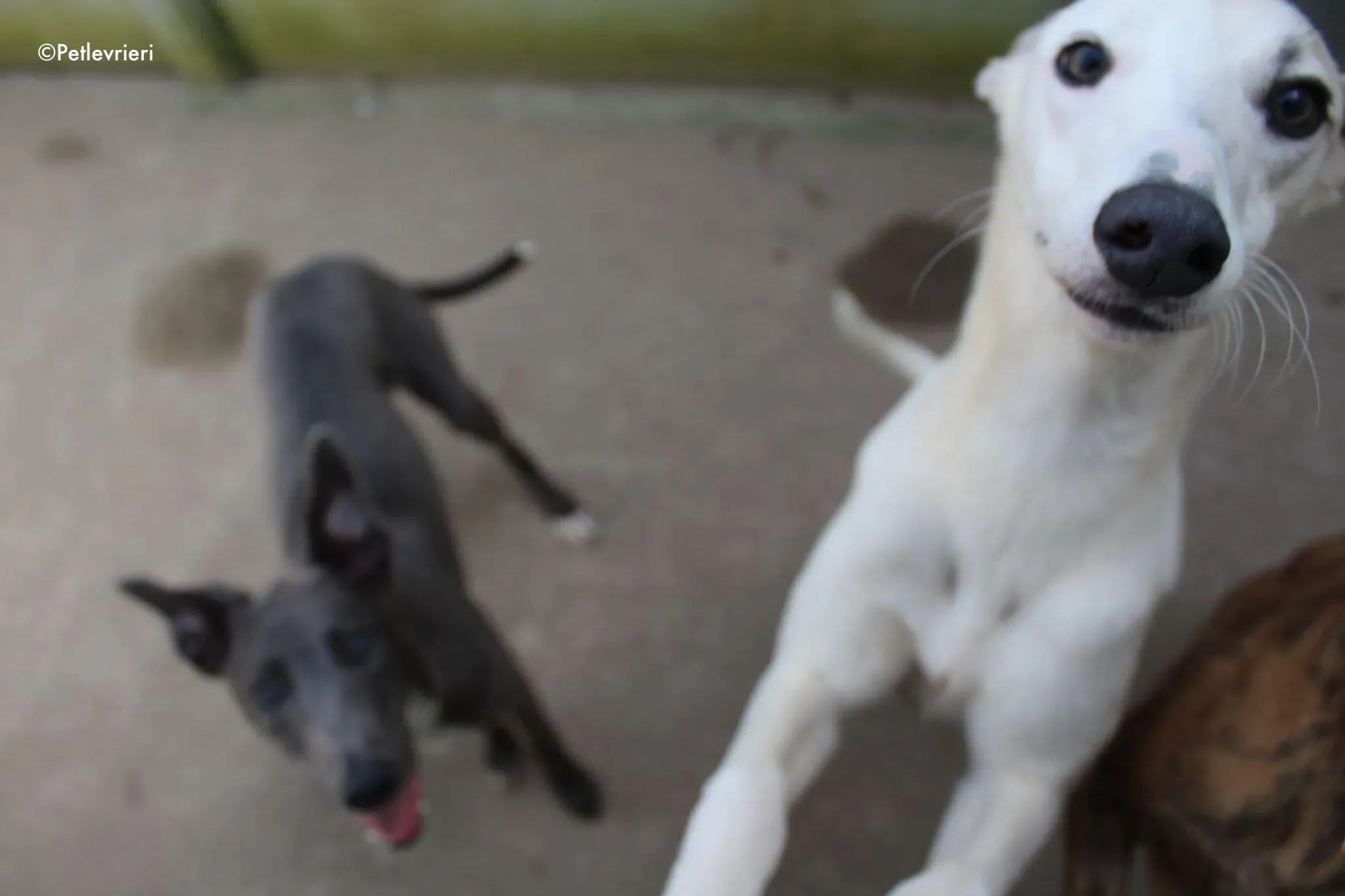 larry adozione levrieri greyhound 2 2