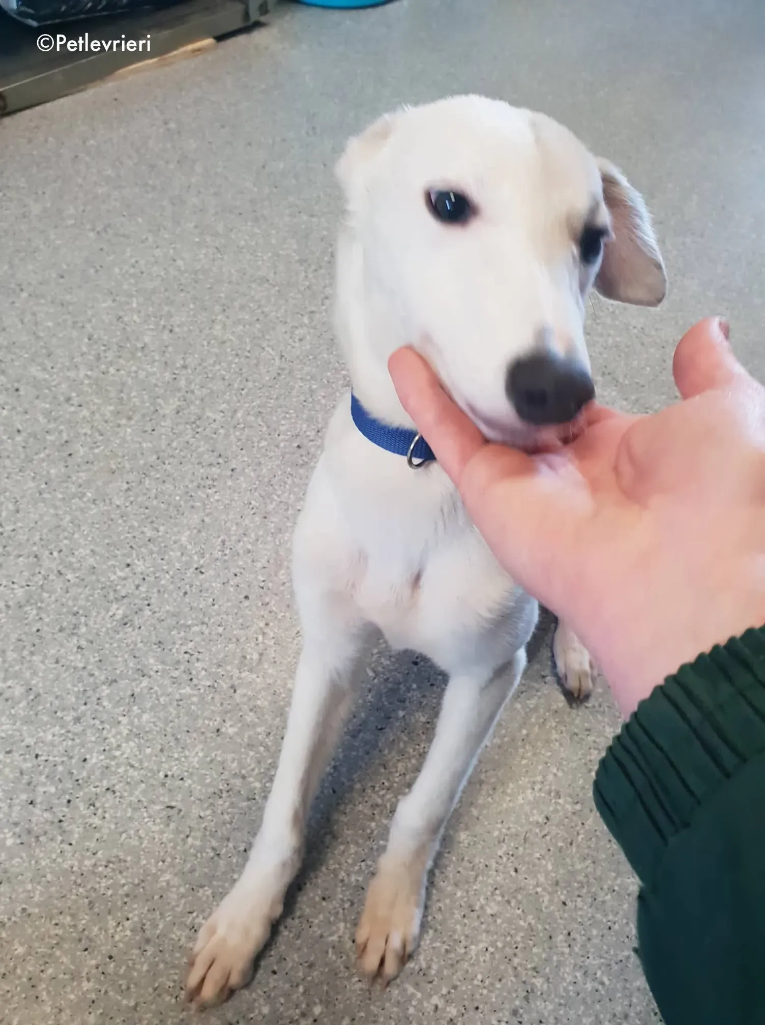 larry adozione levrieri greyhound 2