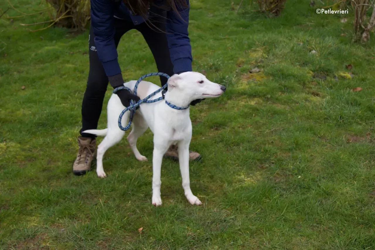 larry adozione levrieri greyhound 3 1