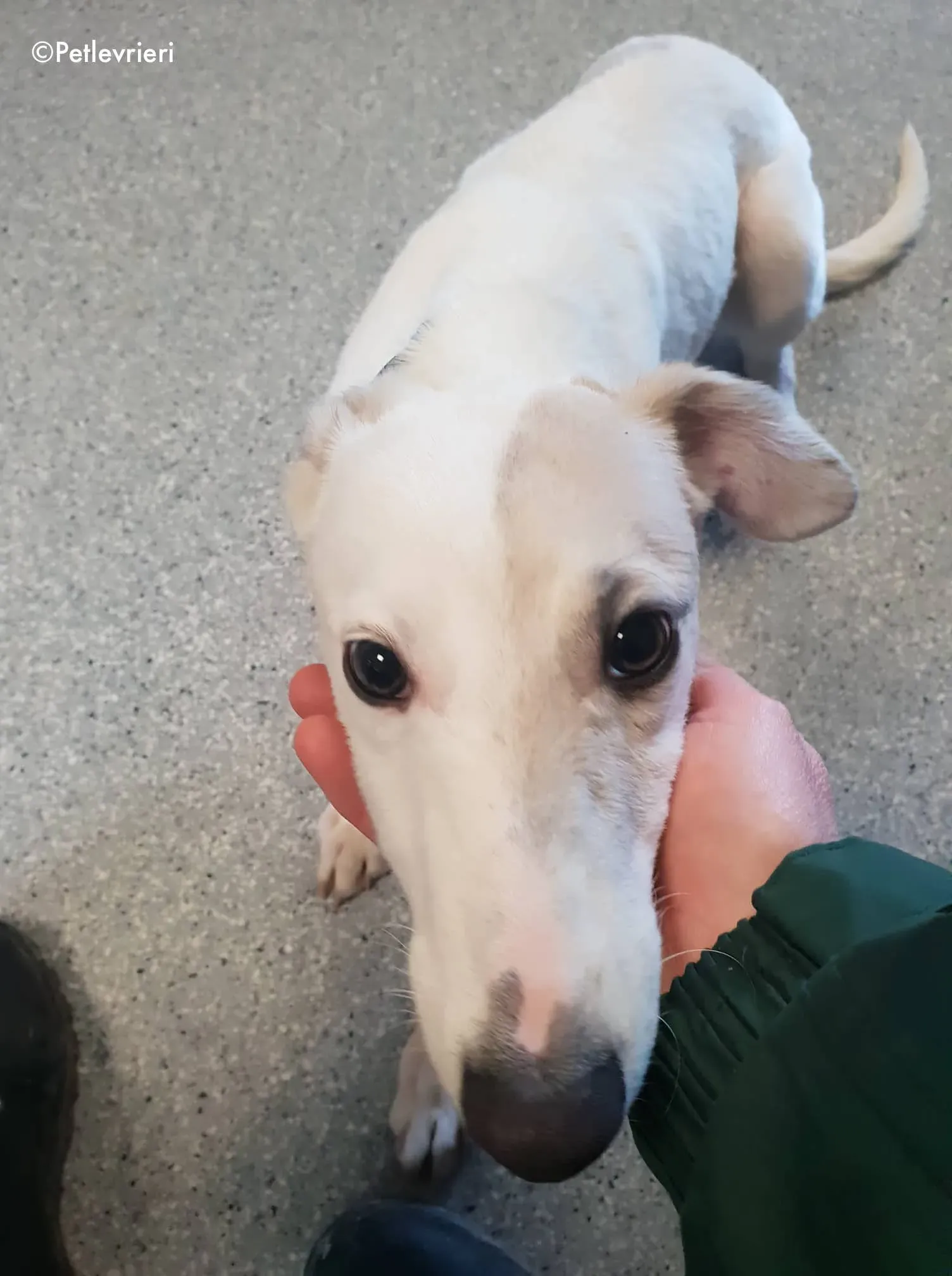 larry adozione levrieri greyhound 3