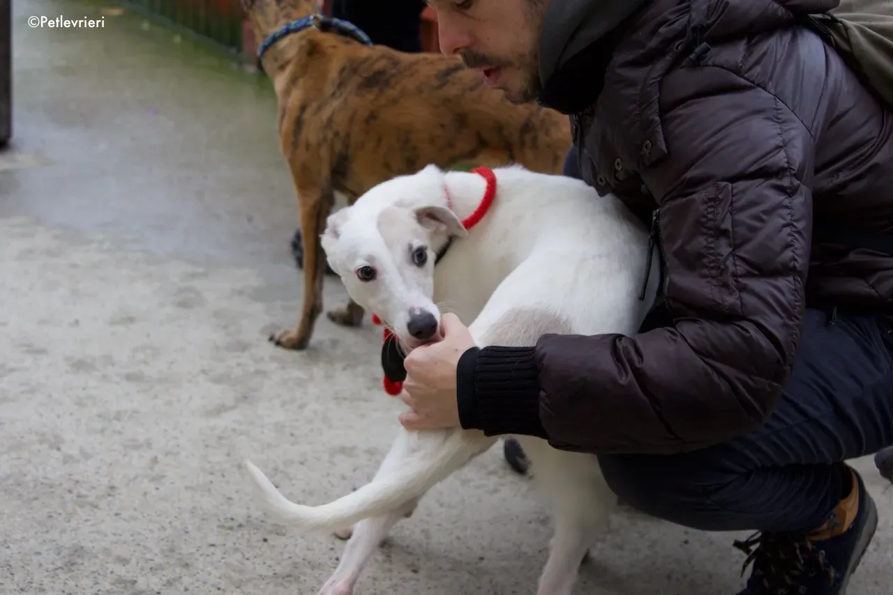 larry adozione levrieri greyhound 4 1