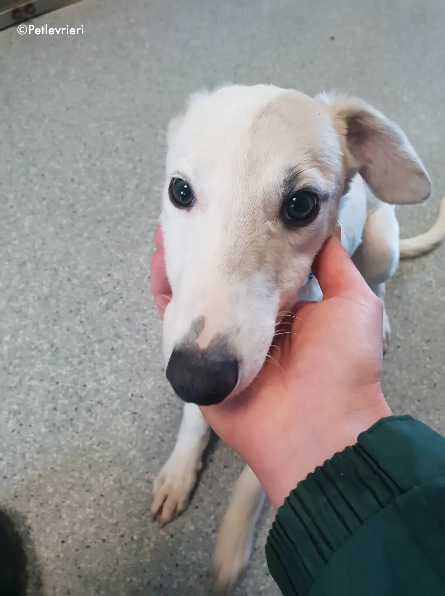 larry adozione levrieri greyhound 4