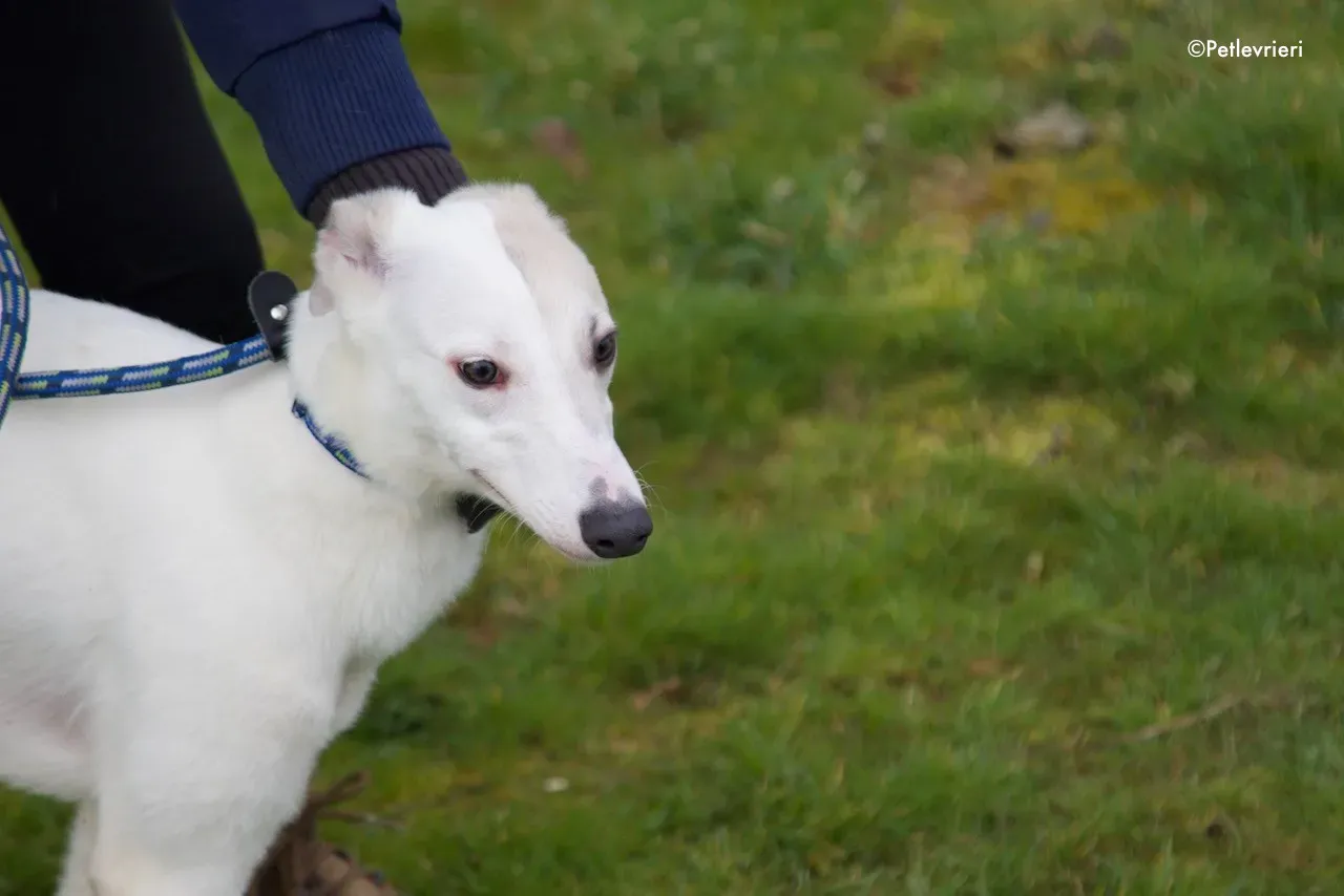 larry adozione levrieri greyhound 5 1