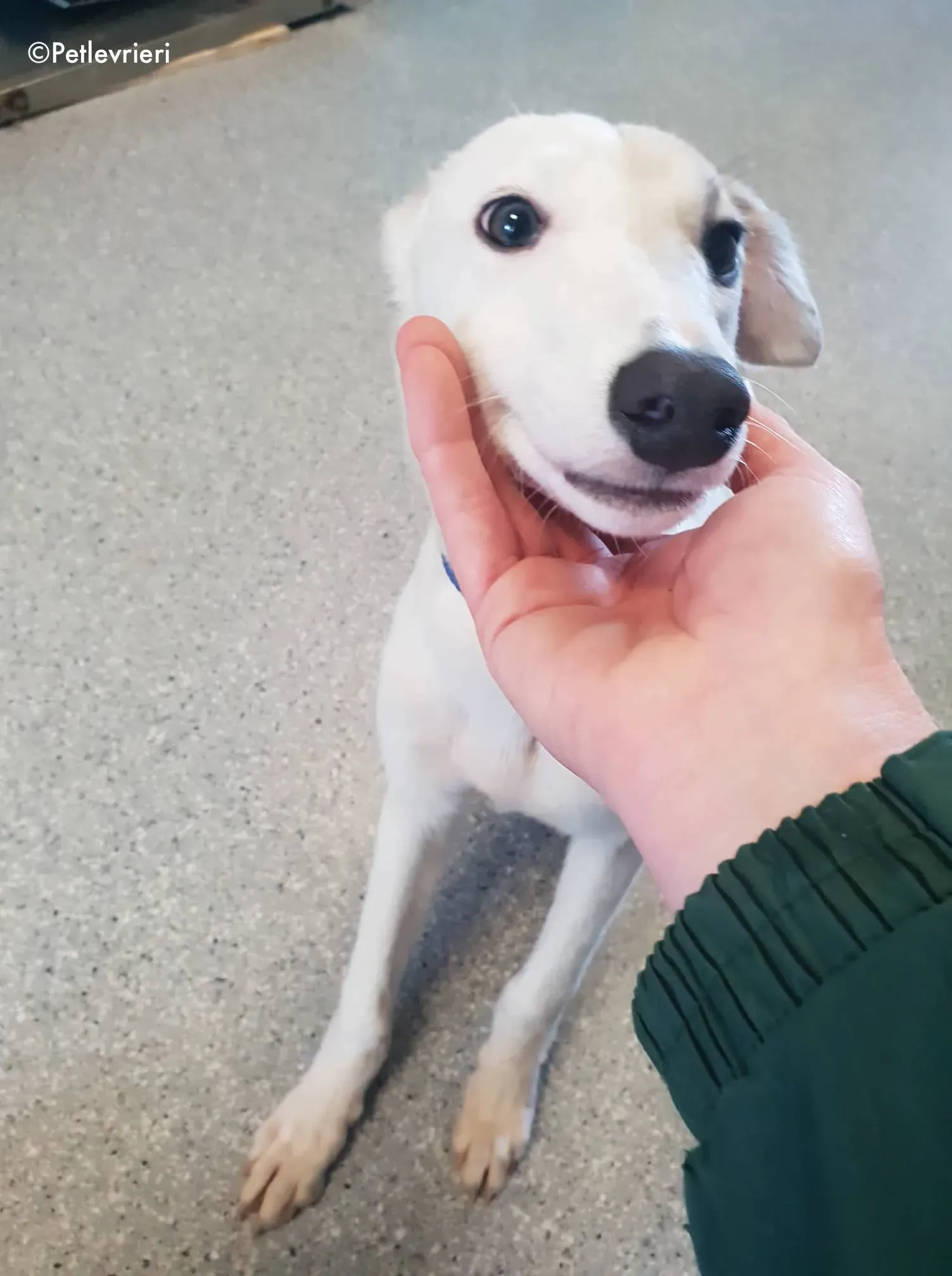 larry adozione levrieri greyhound 5