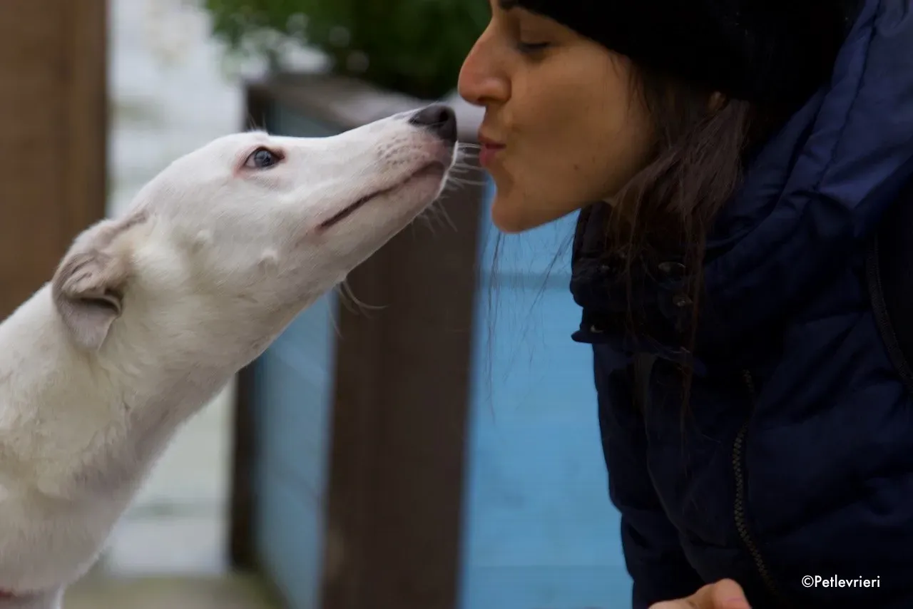 larry adozione levrieri greyhound 6 1