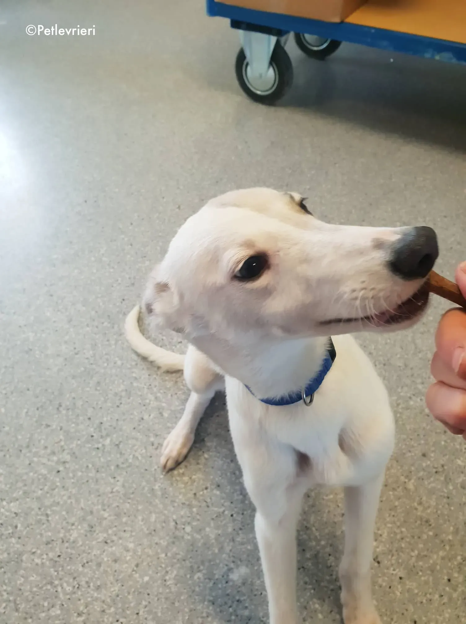 larry adozione levrieri greyhound 6