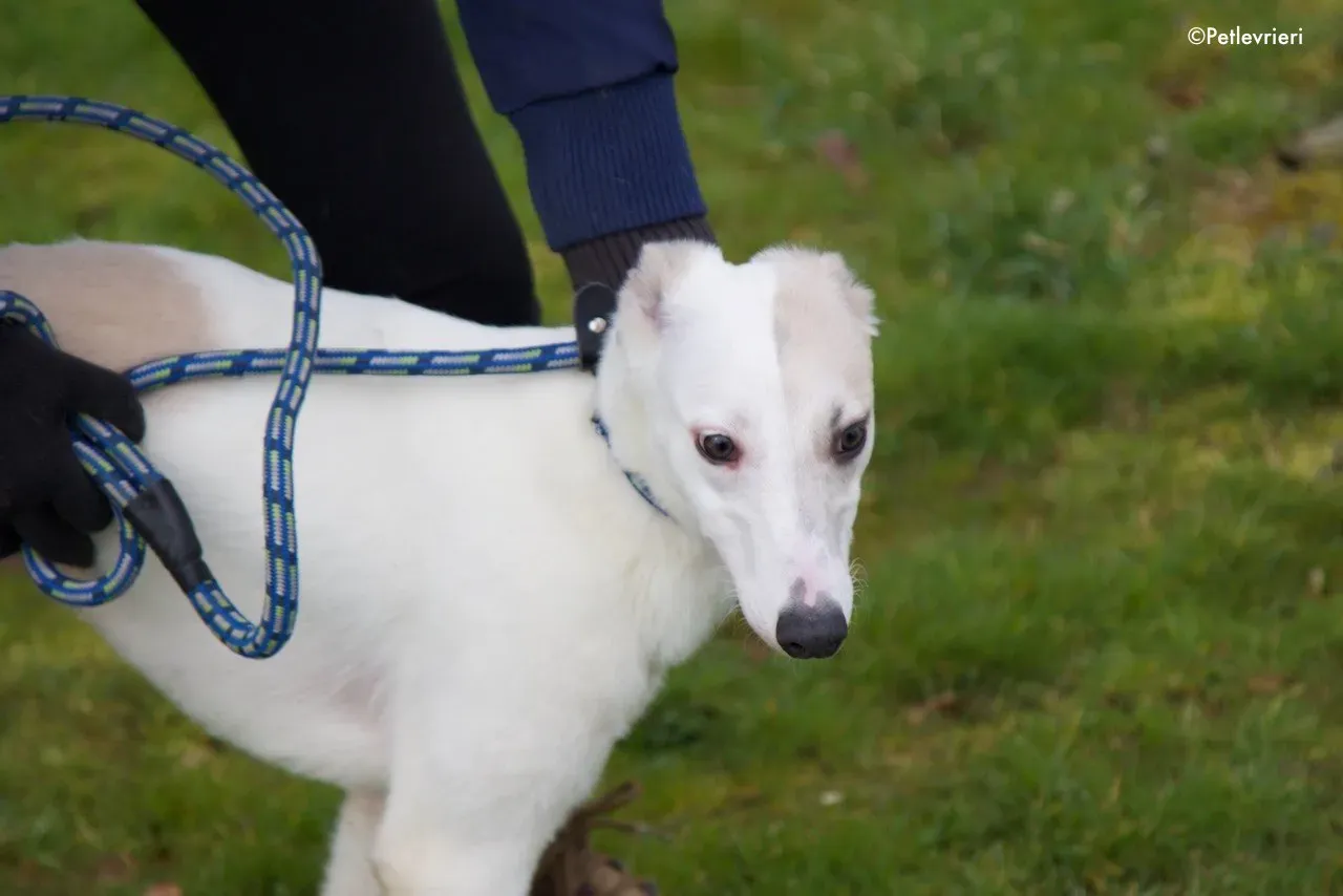 larry adozione levrieri greyhound 7 1