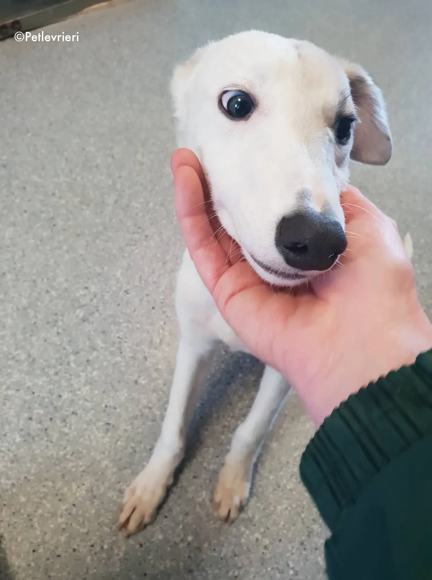 larry adozione levrieri greyhound 7