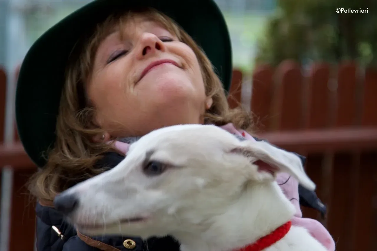 larry adozione levrieri greyhound 8 1