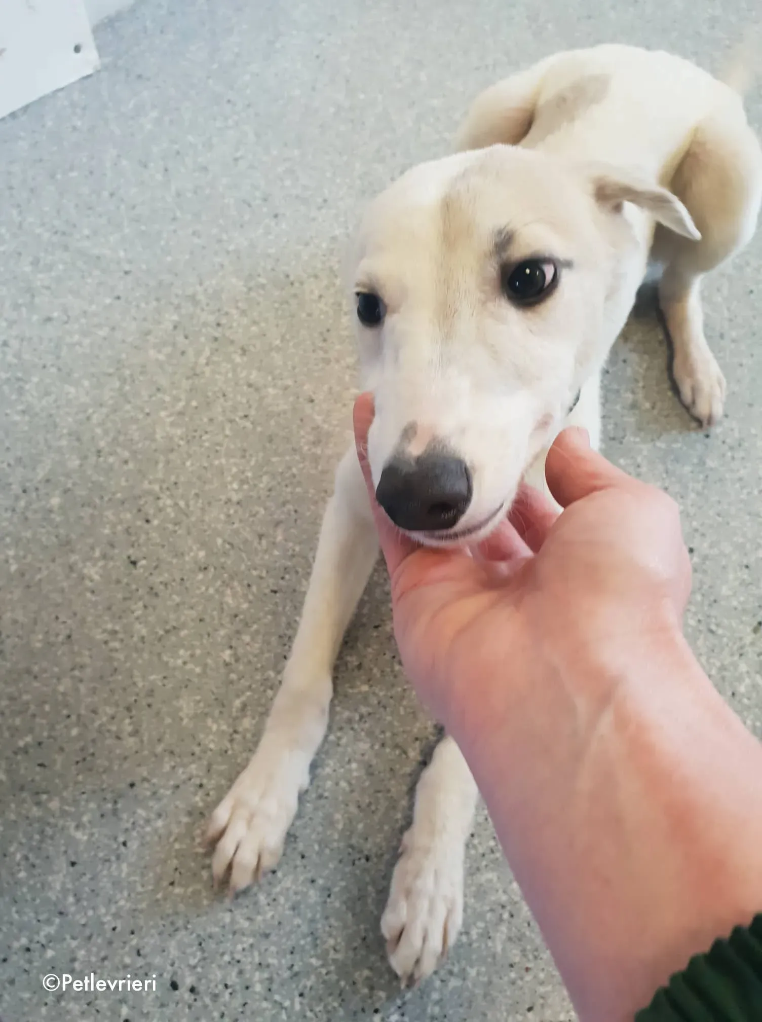 larry adozione levrieri greyhound 8