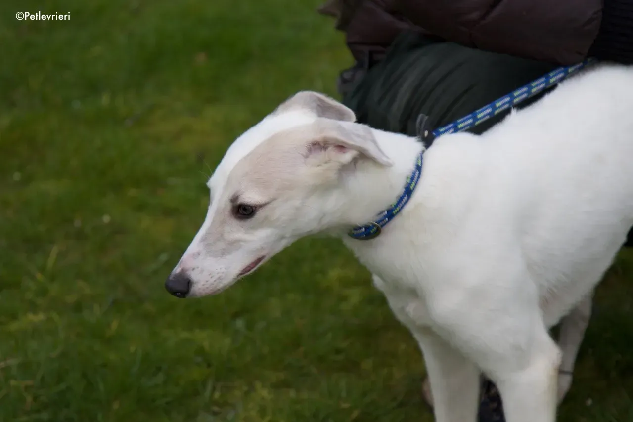 larry adozione levrieri greyhound 9 1