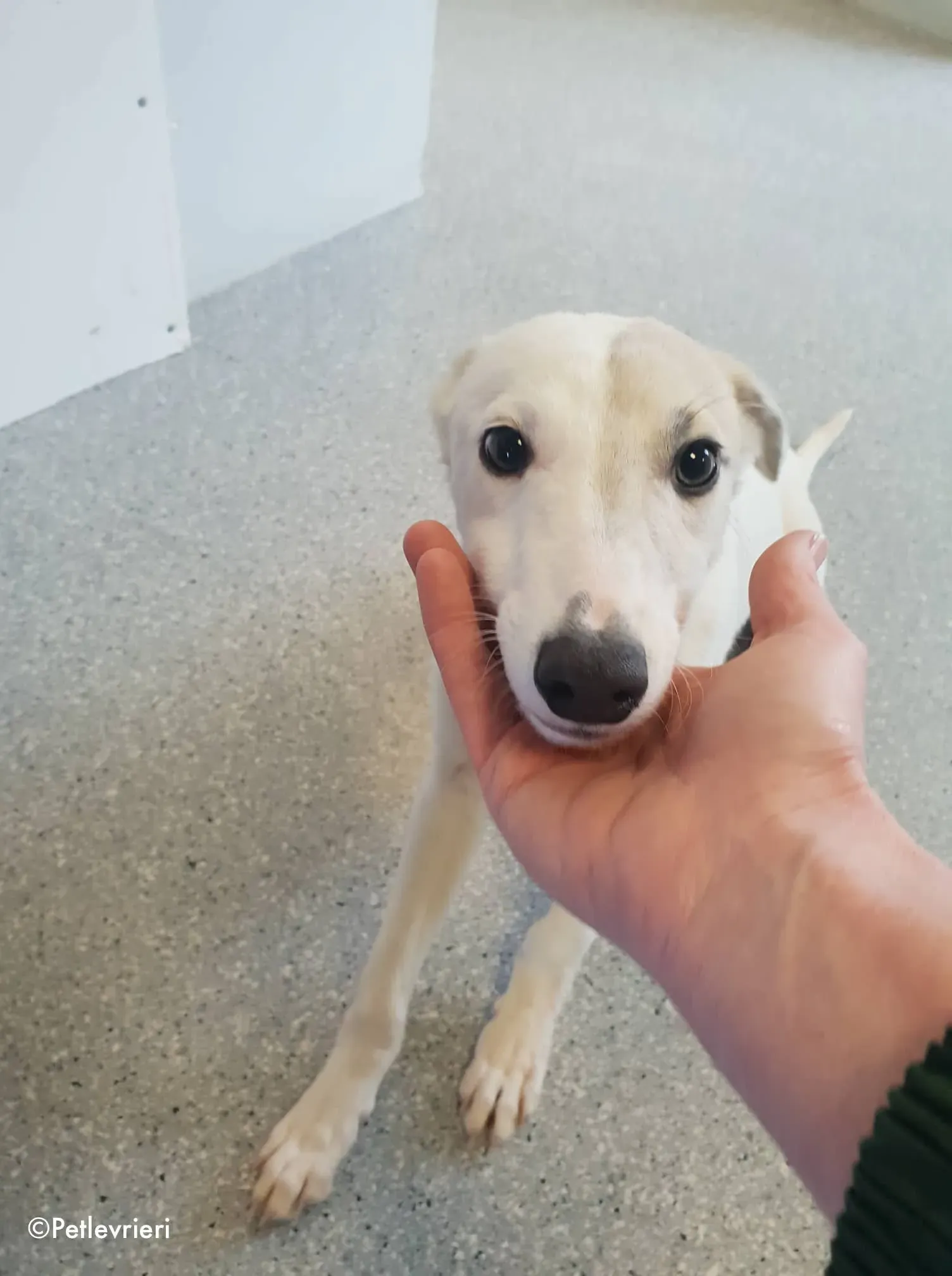 larry adozione levrieri greyhound 9