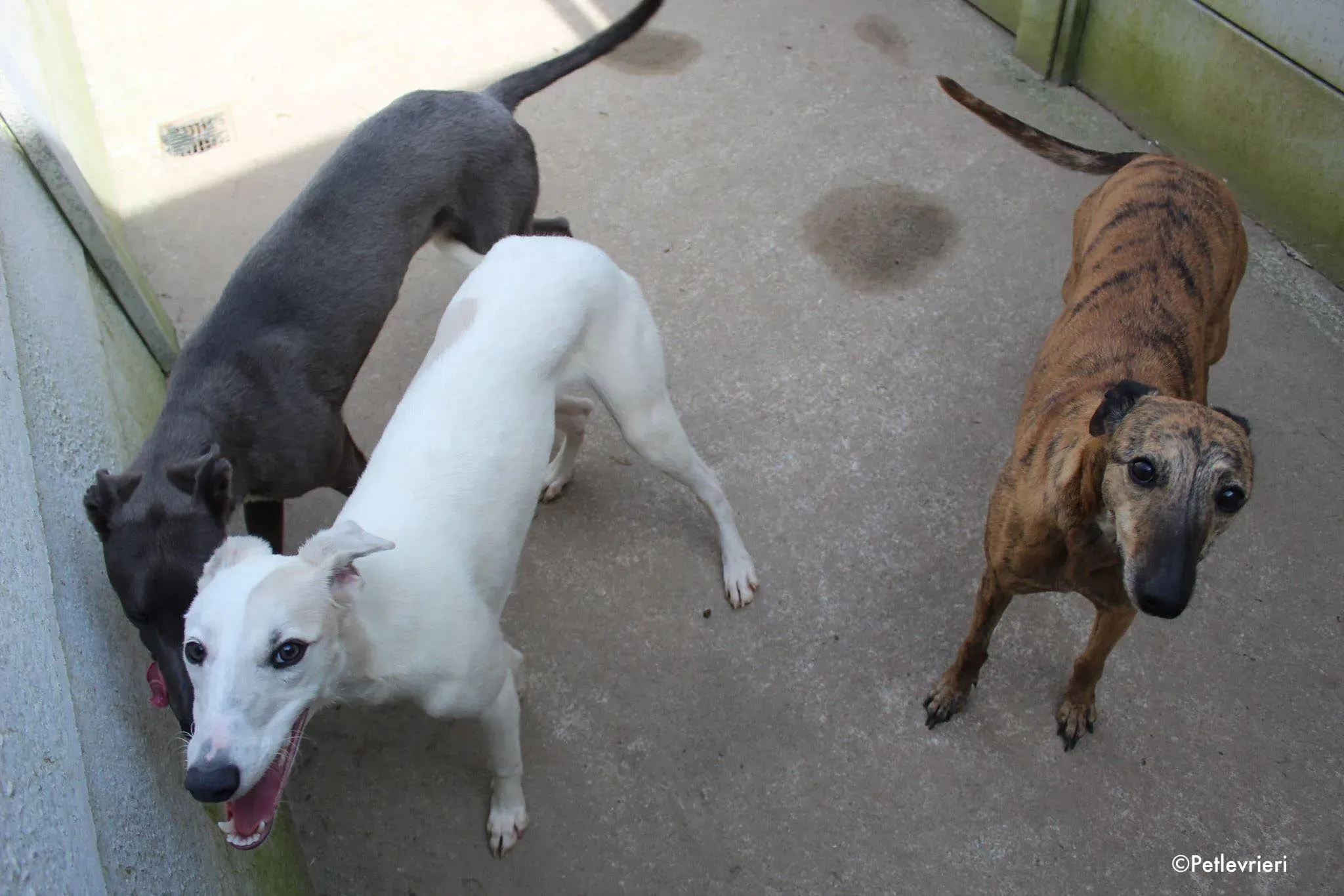 larry leah adozione levrieri greyhound 1