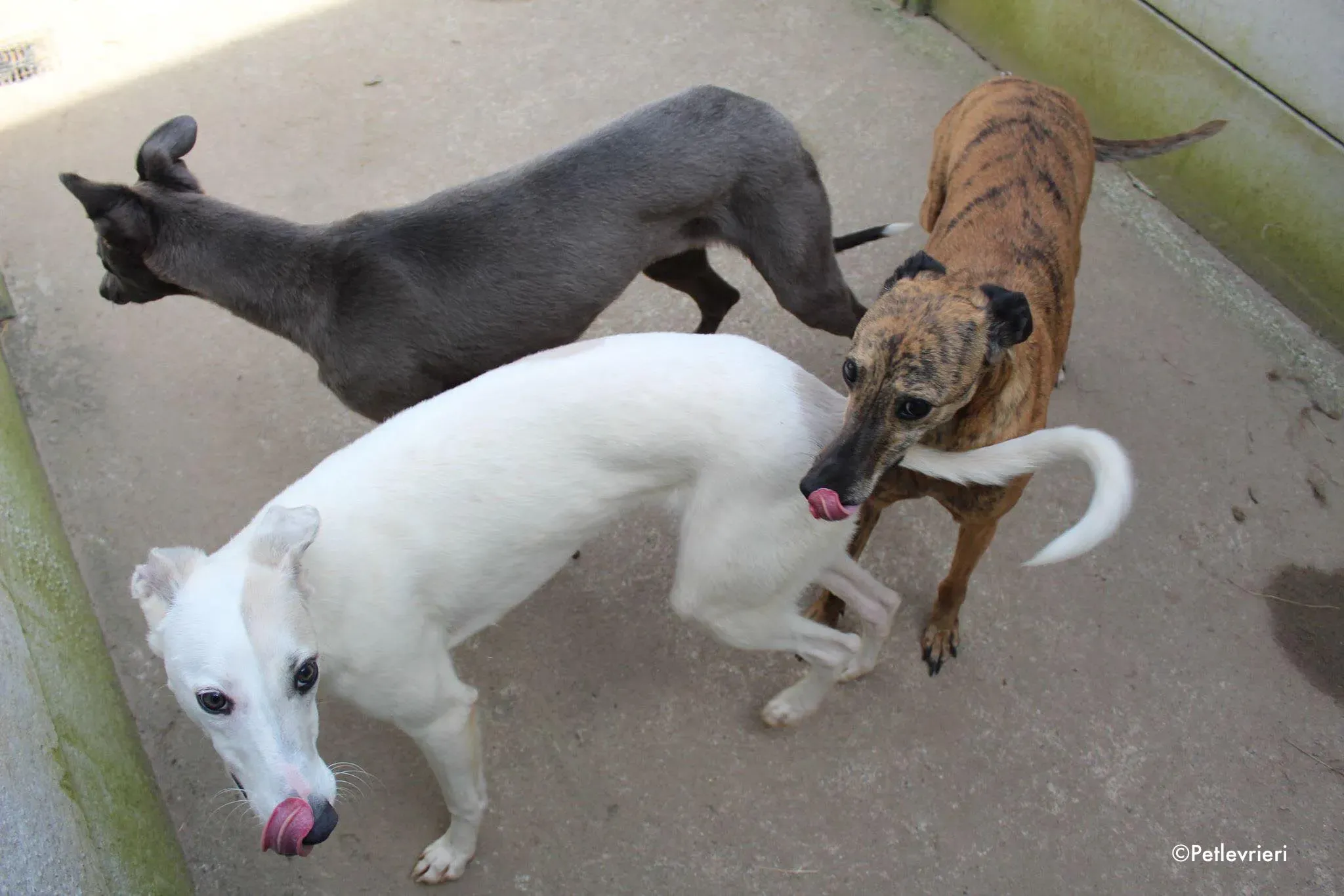 larry leah adozione levrieri greyhound 2 1