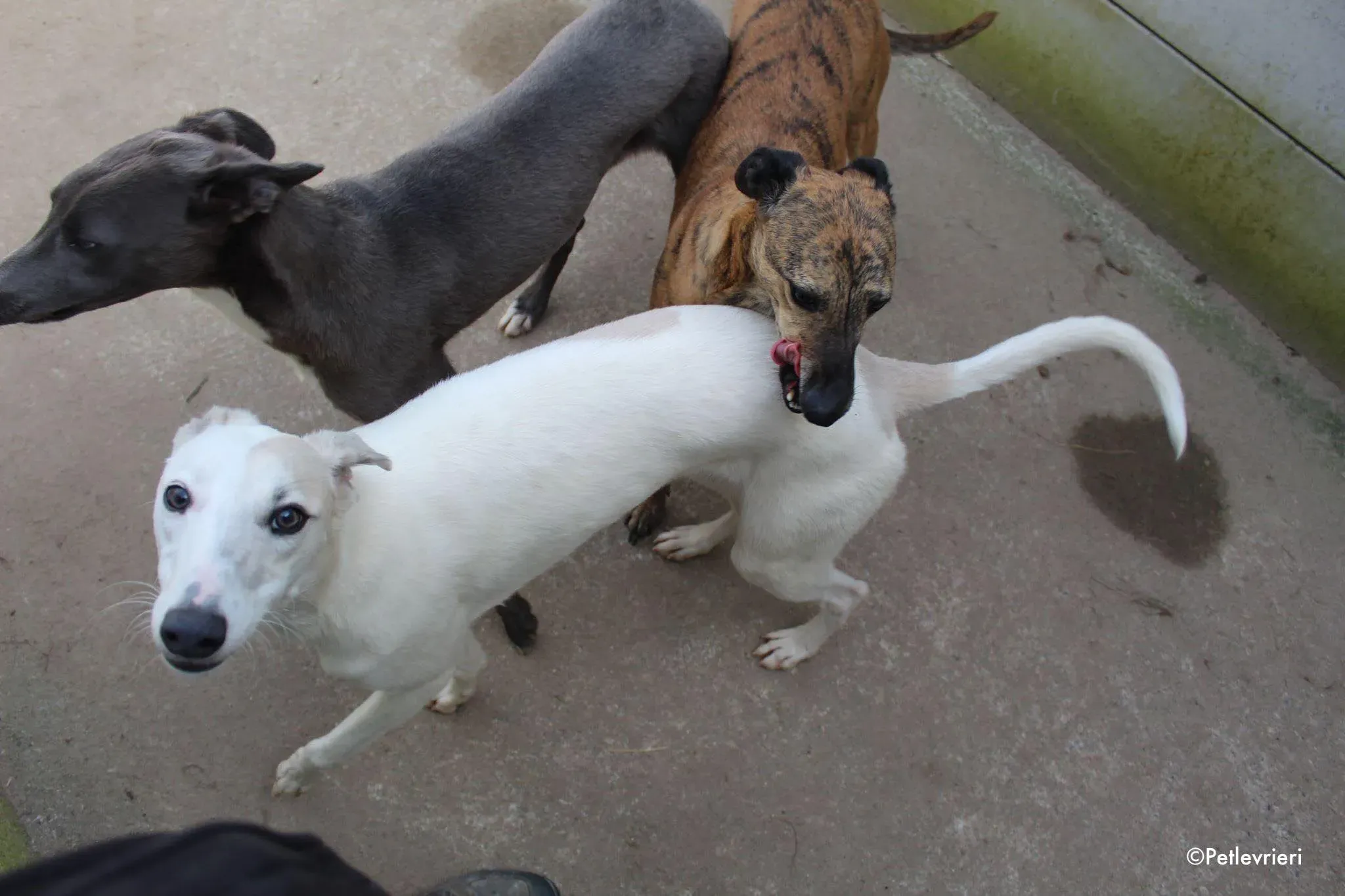 larry leah leonard adozione levrieri greyhound 1