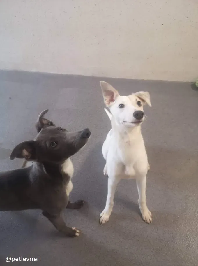 larry leonard adozione greyhound 1 1