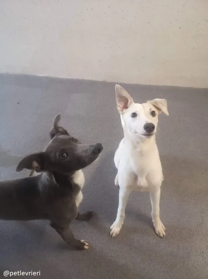 larry leonard adozione greyhound 2 1