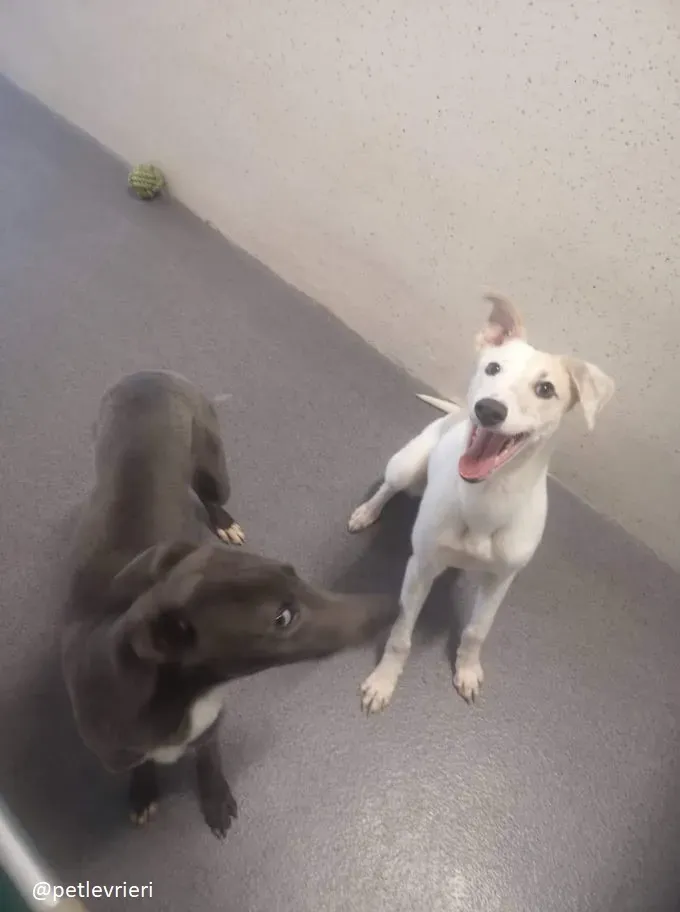 larry leonard adozione greyhound 3 1