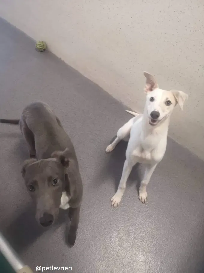 larry leonard adozione greyhound 4 1