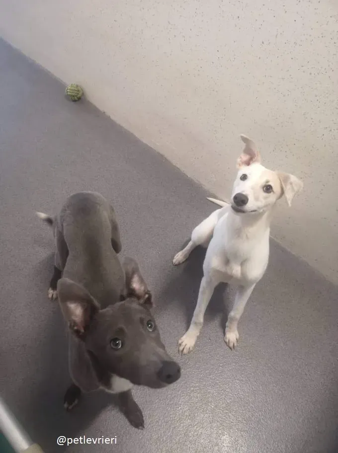 larry leonard adozione greyhound 5 1