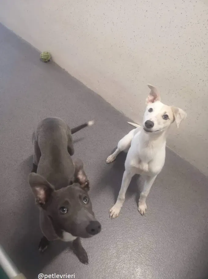 larry leonard adozione greyhound 6 1