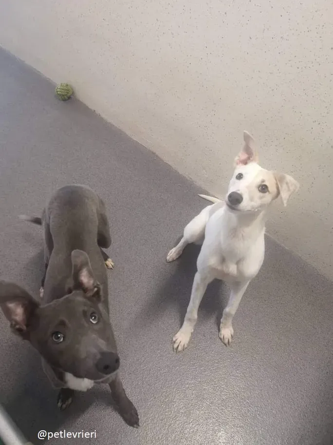 larry leonard adozione greyhound 7 1