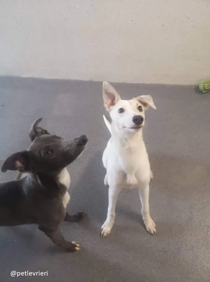 larry leonard adozione greyhound 8