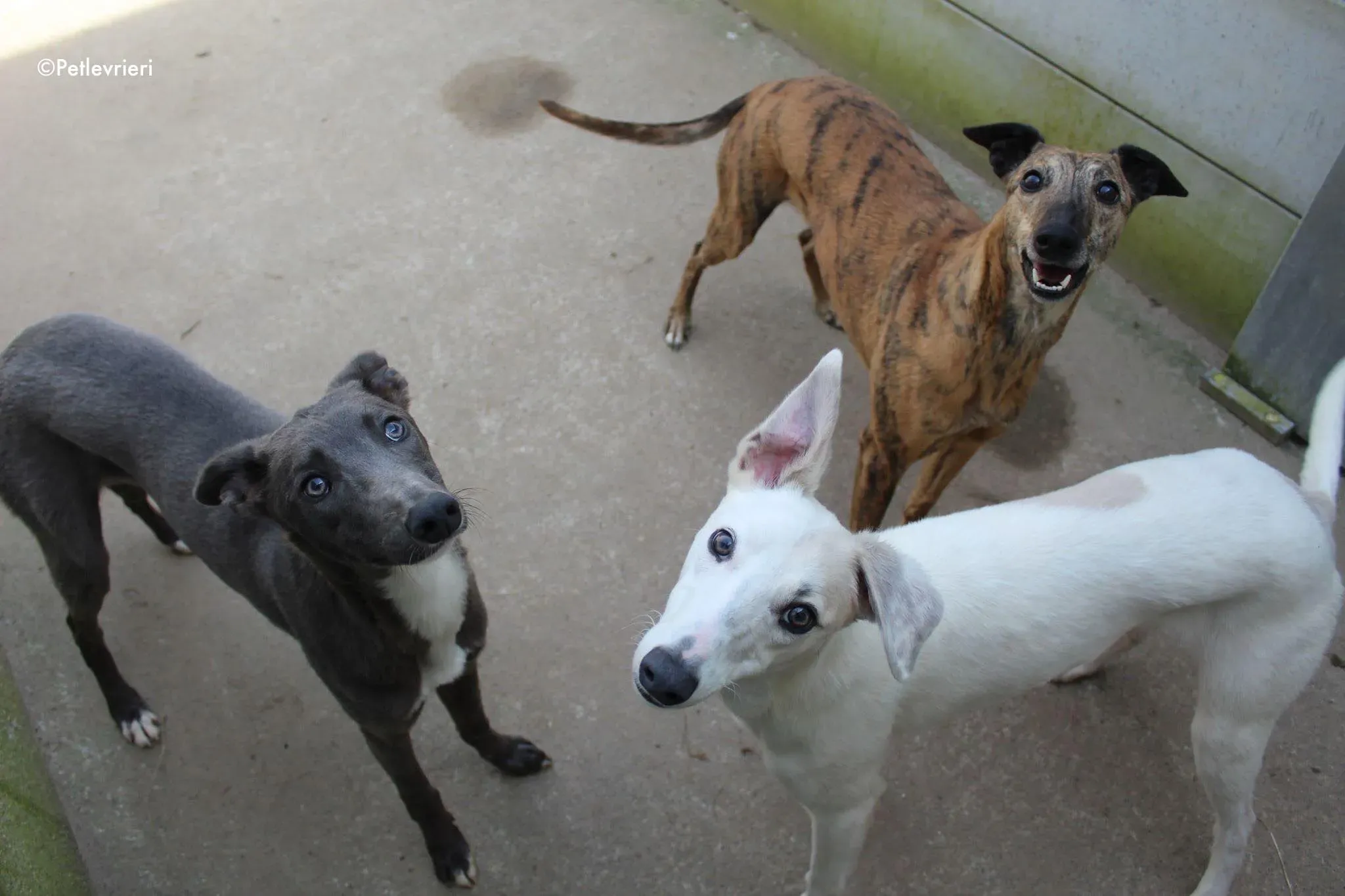 larry leonard leah adozione levrieri greyhound 2 1