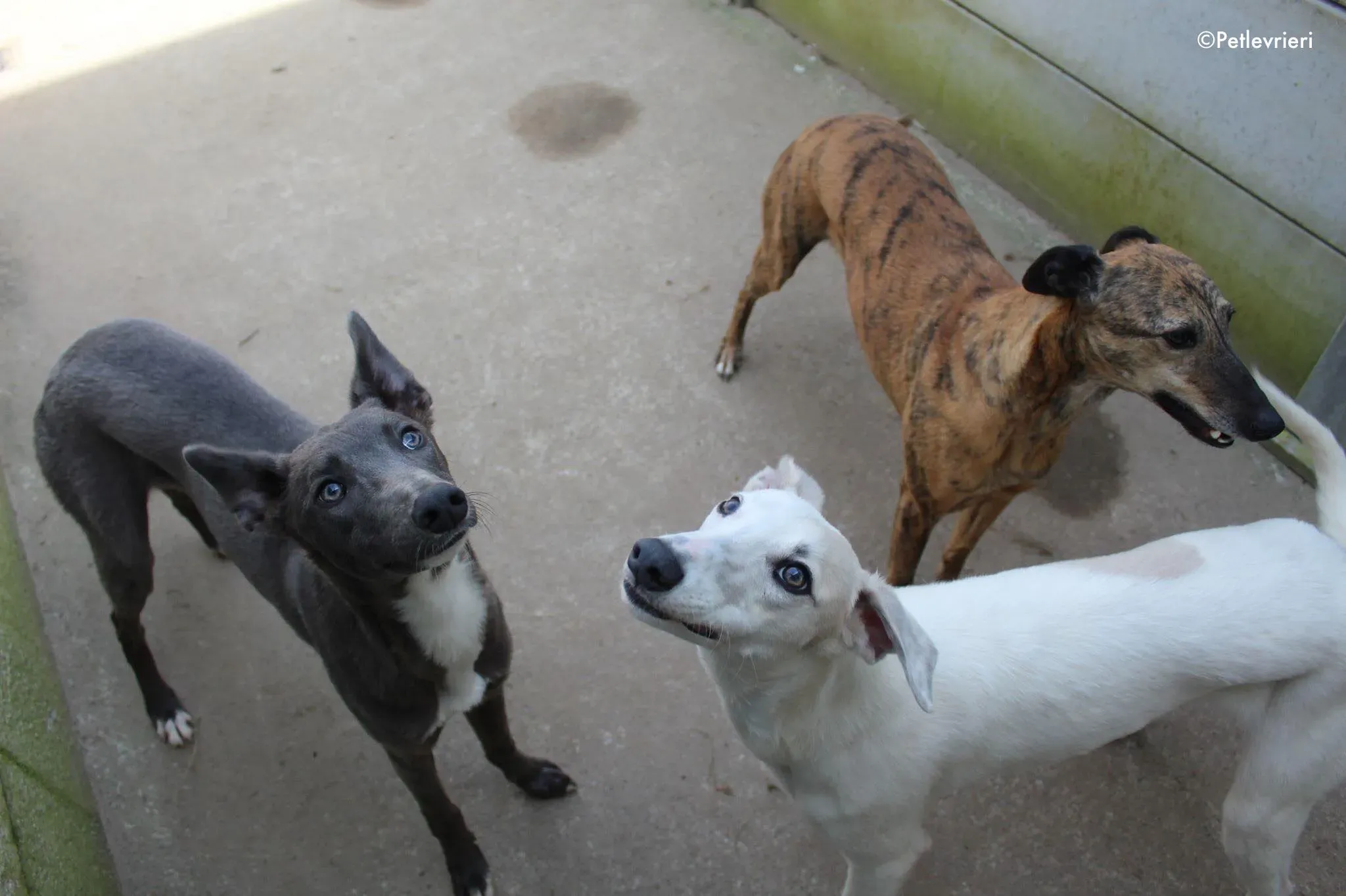 larry leonard leah adozione levrieri greyhound 3 1