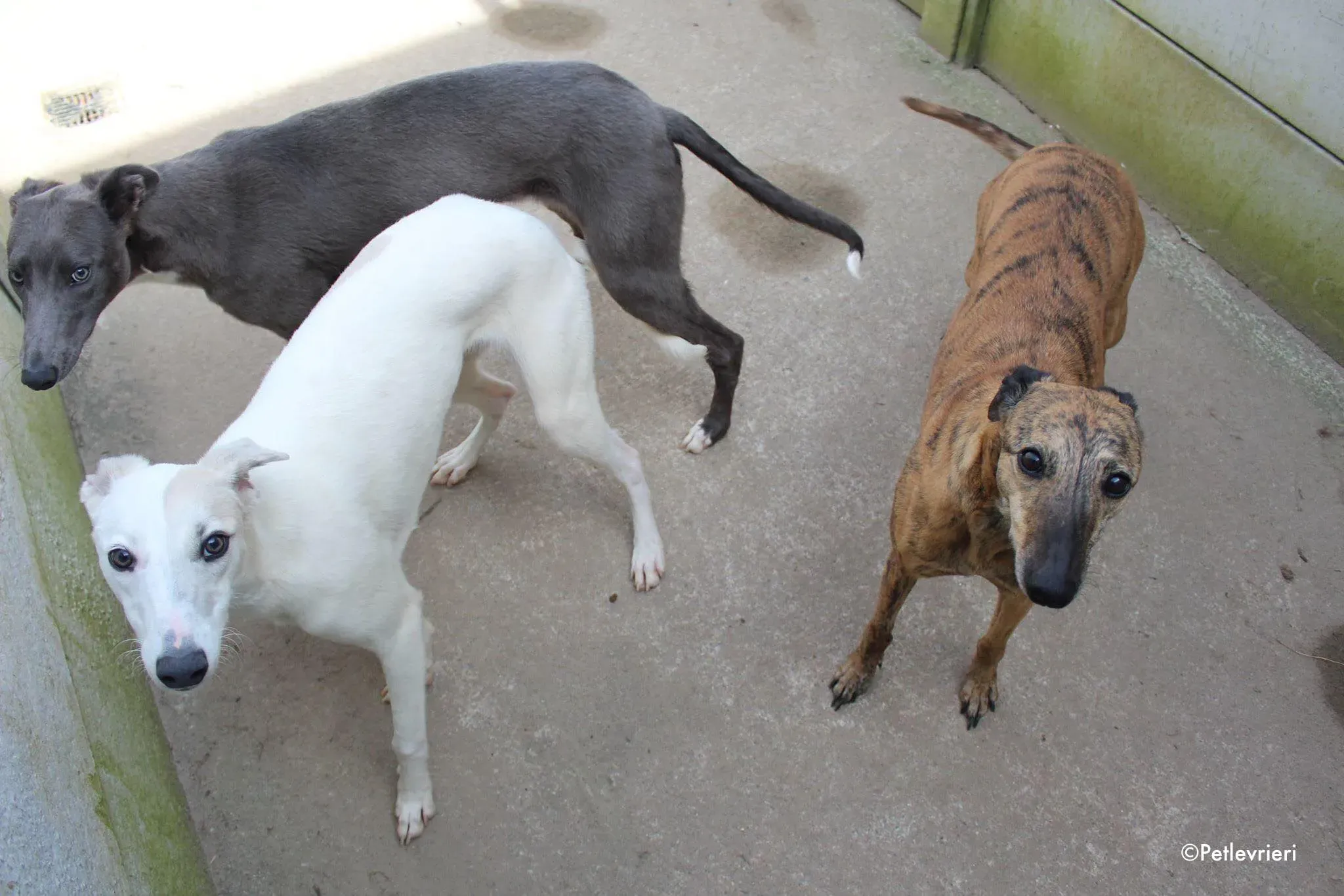 larry leonard leah adozione levrieri greyhound 5