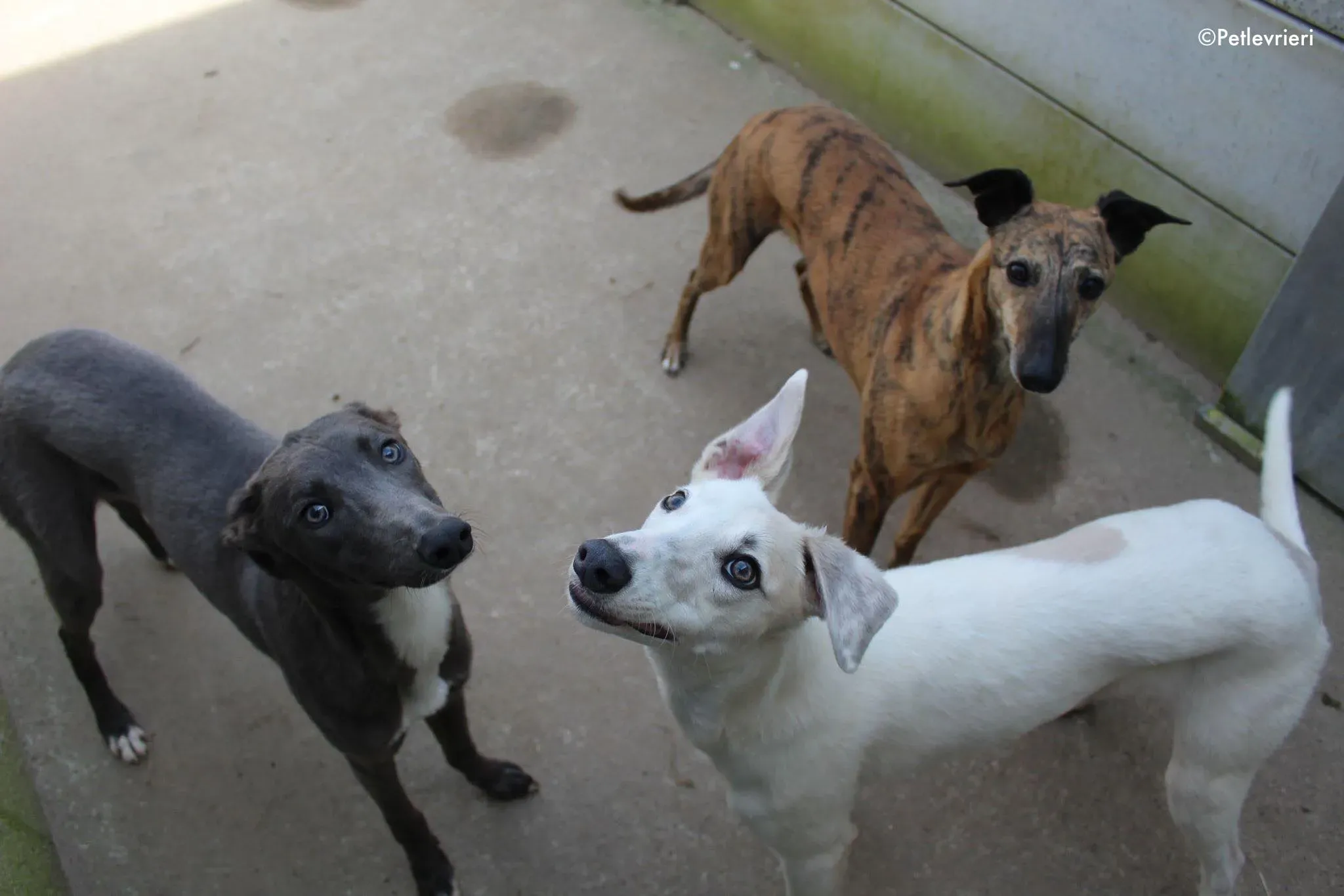 larry leonard leahadozione levrieri greyhound 4 2