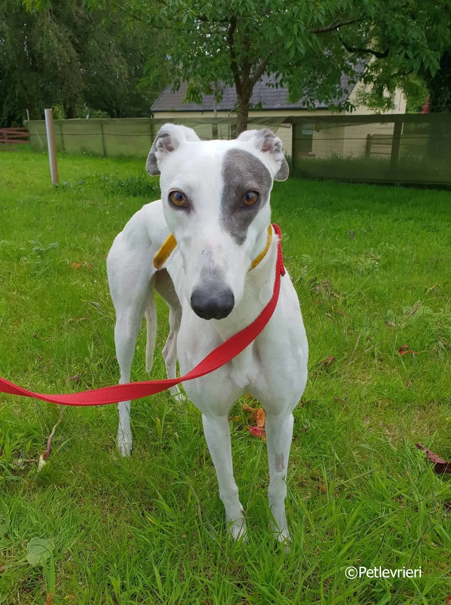 lassie adozione levrieri greyhound 13